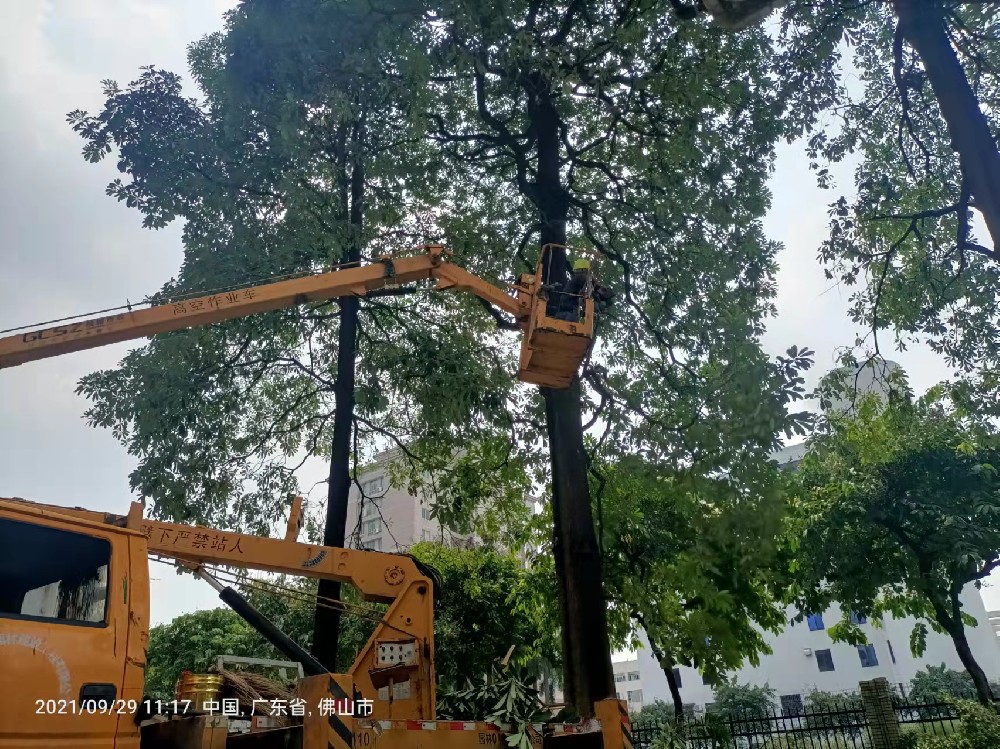 佛山高空樹(shù)木大樹(shù)枝條枝葉修剪