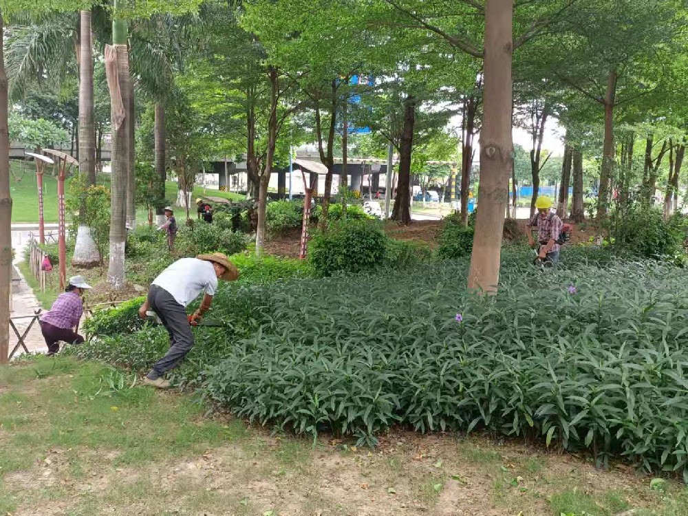 佛山公園花園修剪保養(yǎng)維護(hù)